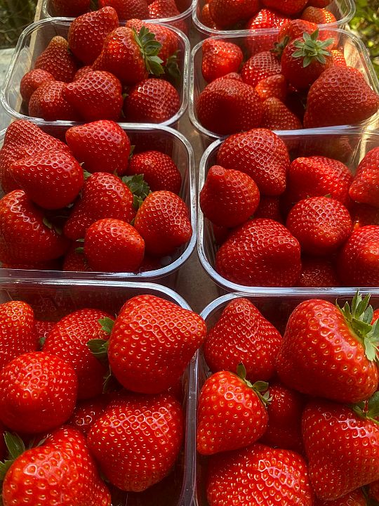 aardbeien.jpg